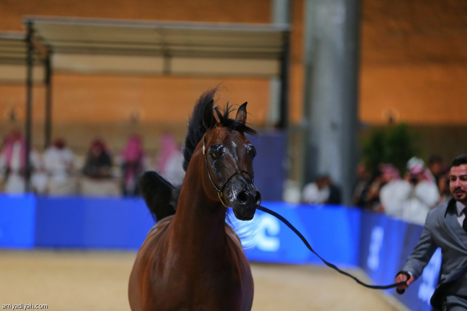 أمير الرياض يرعى ختام مهرجان «عبية في الدرعية»