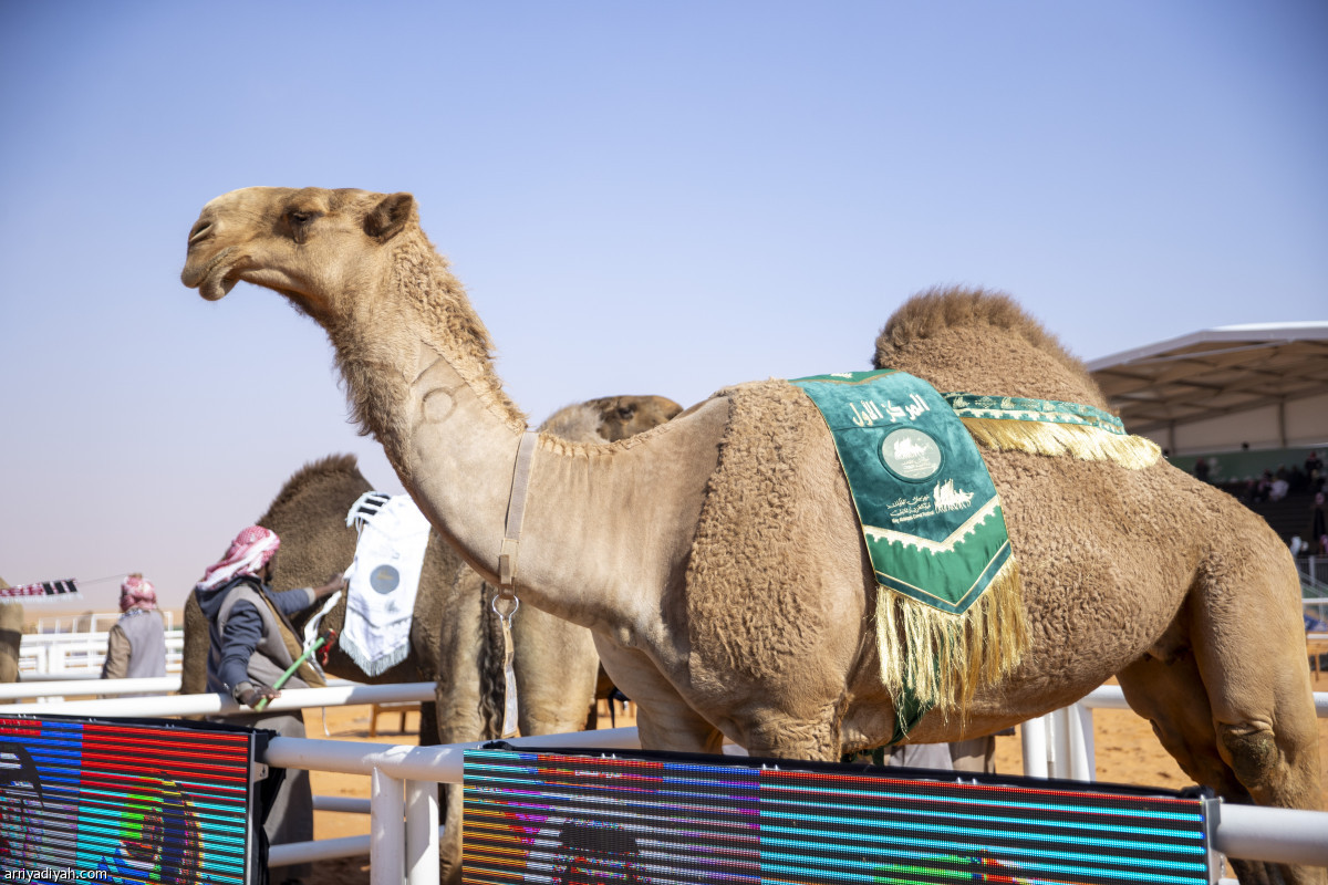 شوط «الرؤية»