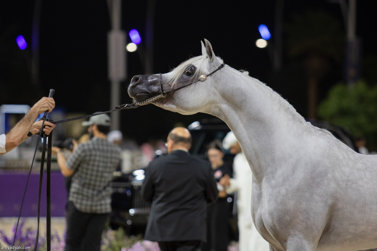 ختام مهرجان الخيل